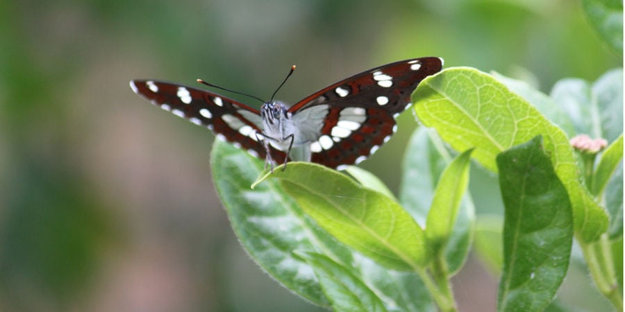 close-up of white and black and maroon butterfly on leafs in nature at 'Eleonas'